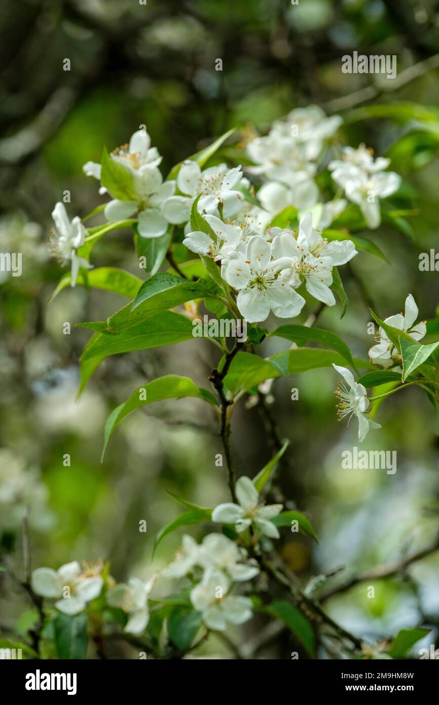 Malus sikkimensis, pomme de terre Sikkim, tang xi jin hai, fleur blanche Banque D'Images