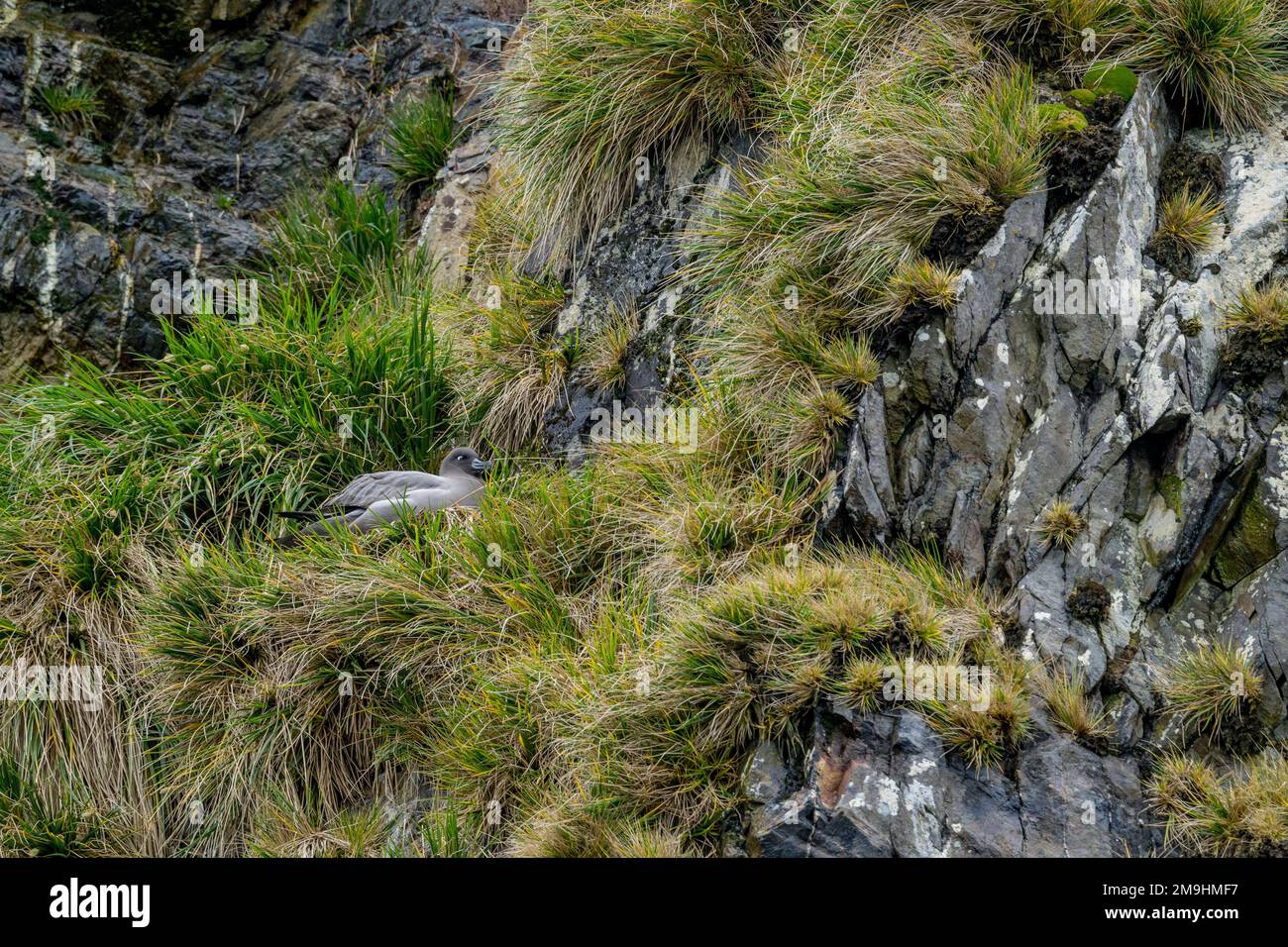Un albatros léger (Phoebetria palpebrata) niche sur une falaise dans la baie d'Elsehul, île de Géorgie du Sud, sous-Antarctique. Banque D'Images