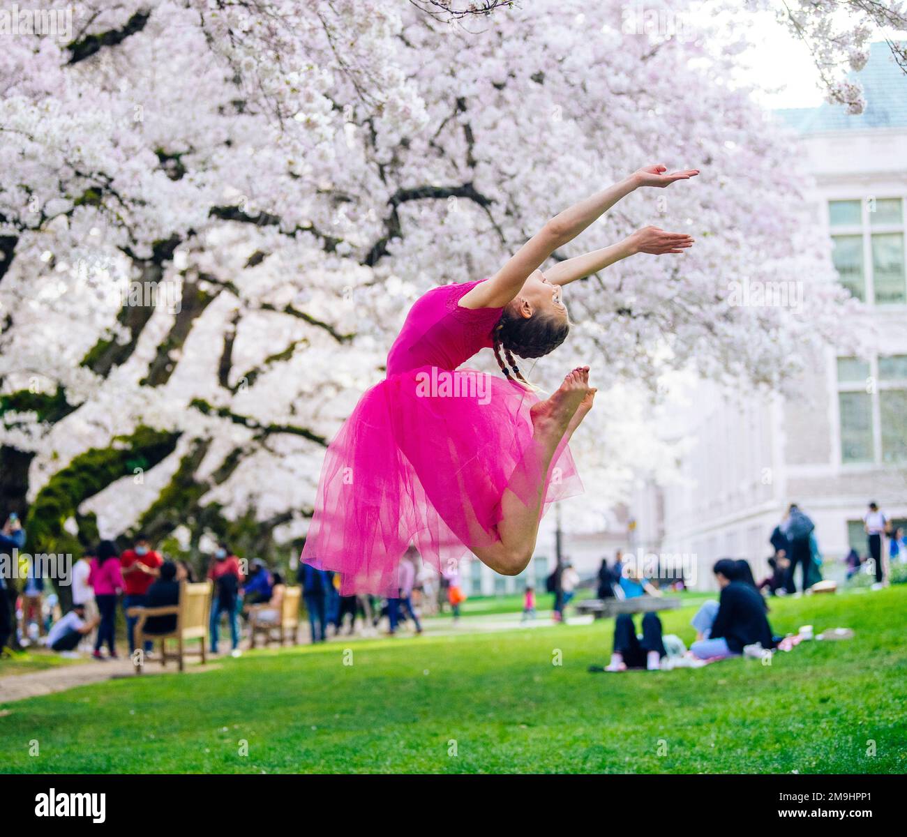 Acrobat en robe rose sautant sous la fleur de cerisier dans le parc, Université de Washington, Seattle, État de Washington, États-Unis Banque D'Images