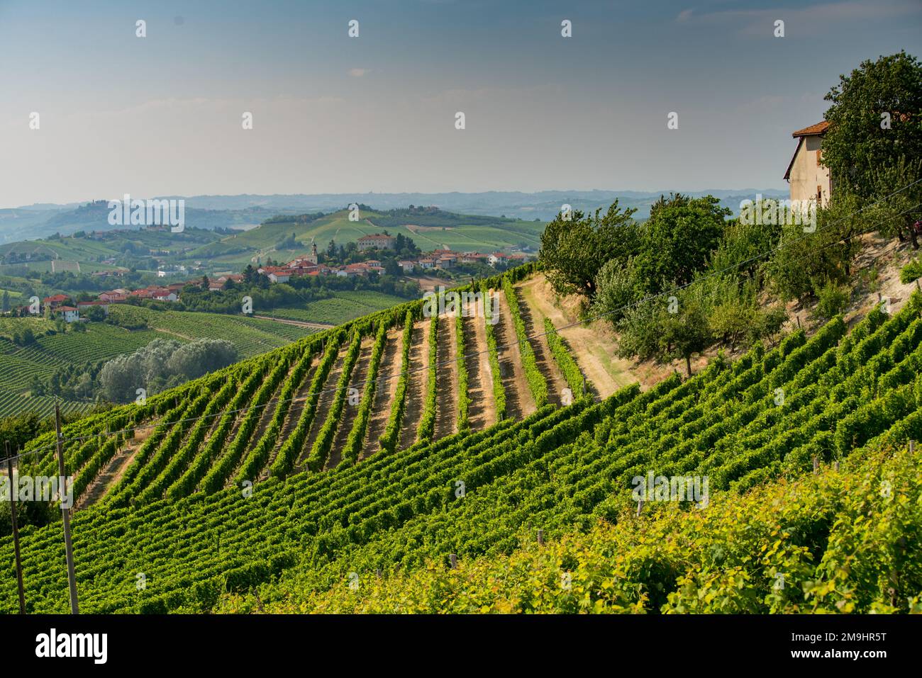 Les vignobles de Coazzolo dans la région de Langhe (Piemonte Italie) Banque D'Images