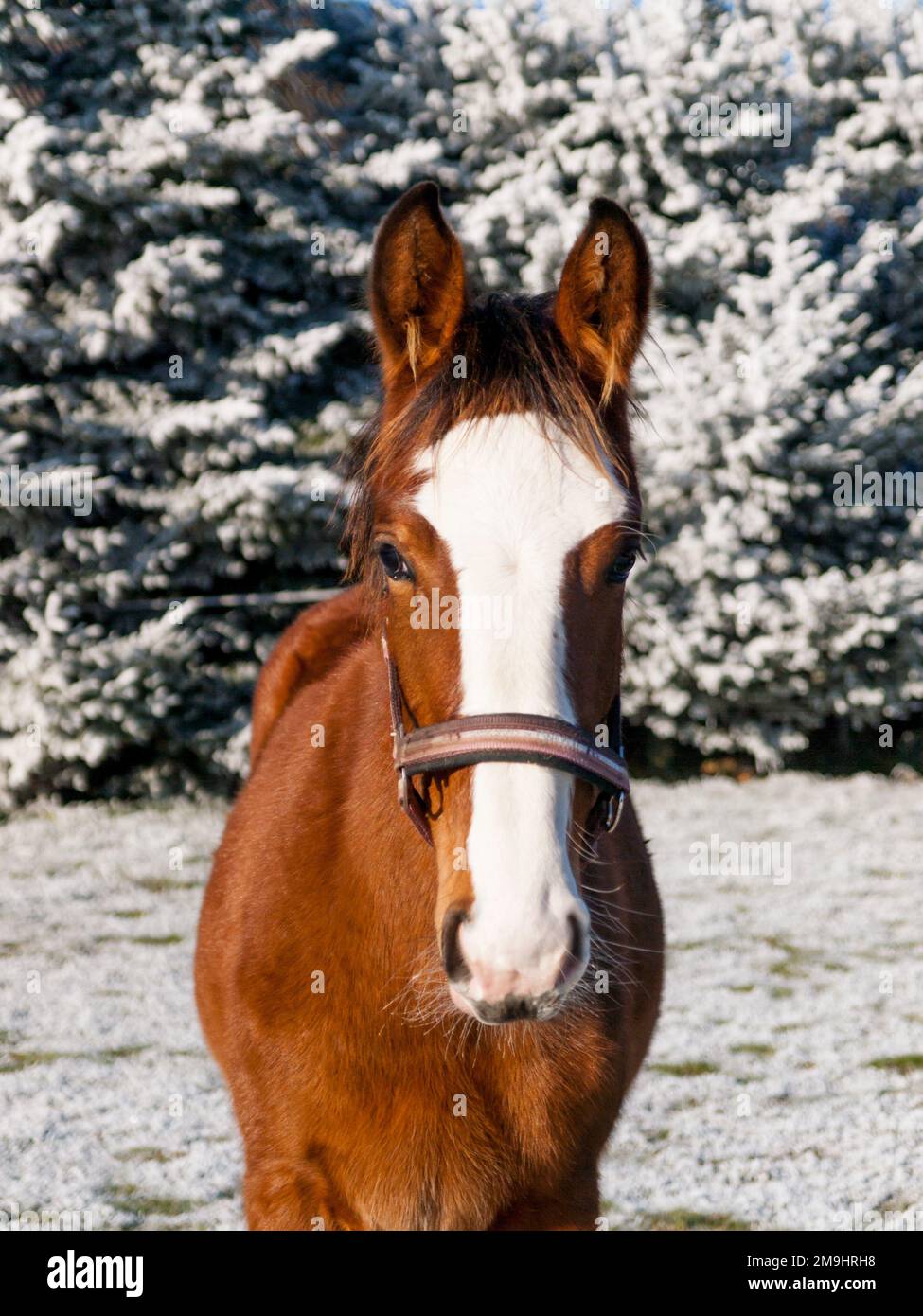 Portrait de foal avec col de tête en paddock, hiver avec neige. Agriculture, chevaux de reproduction pour le sport. Banque D'Images