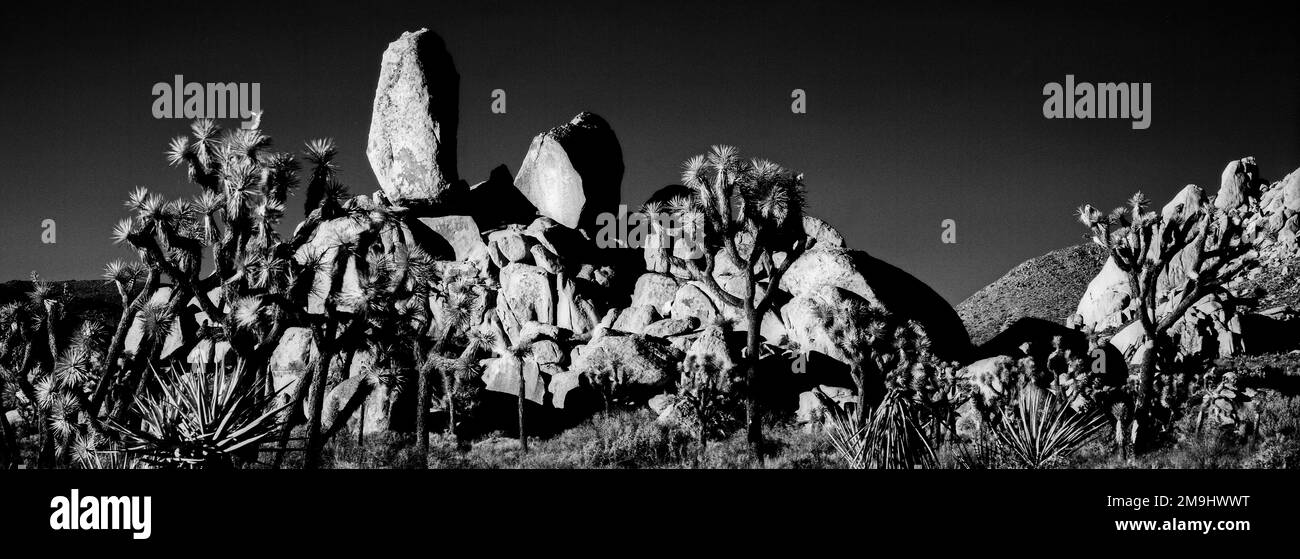 Head Rock, Joshua Tree National Park, Californie, États-Unis Banque D'Images