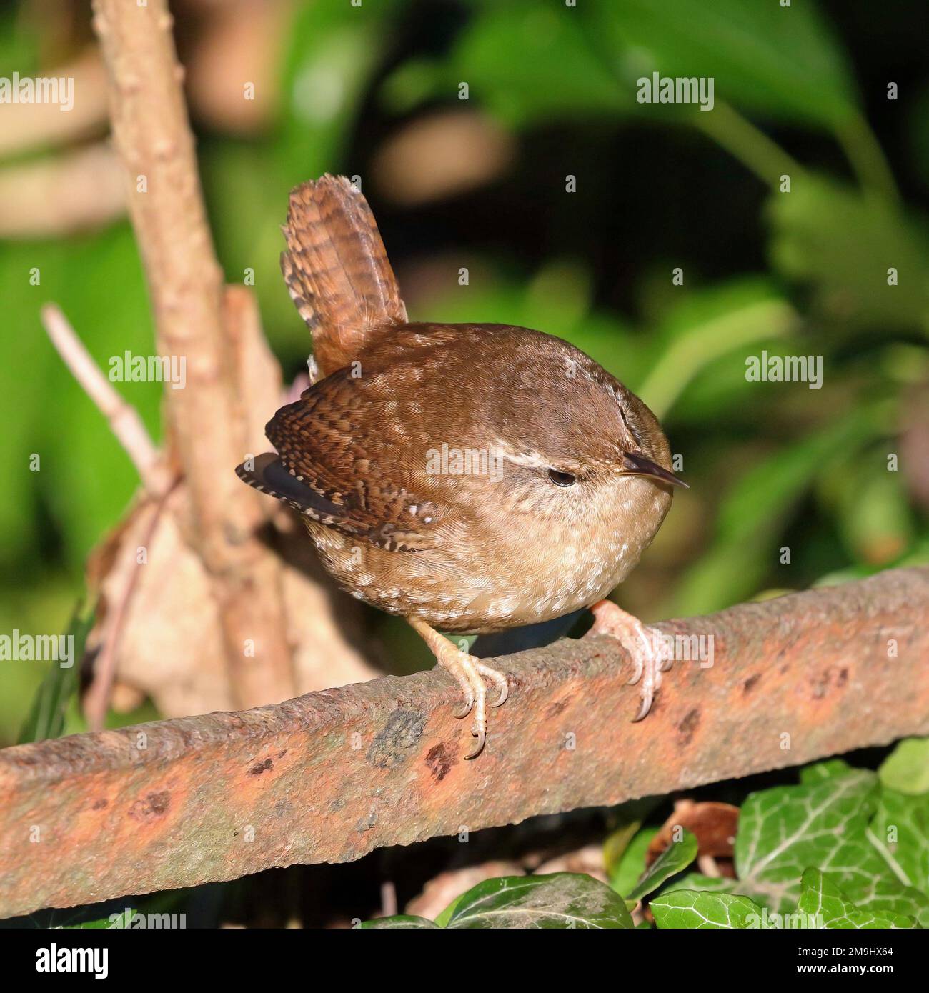 Le Troglodyte mignon (Troglodytes troglodytes) Banque D'Images