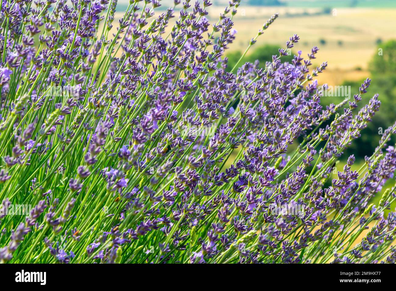 Lavandula nom commun lavande est un genre de 47 espèces connues de plantes à fleurs de la famille des menthe, les Lamiaceae. Banque D'Images