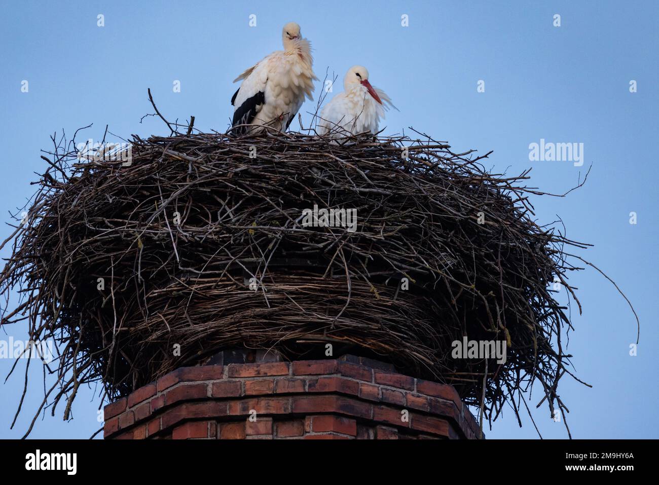 Barchfeld Immelborn, Allemagne. 18th janvier 2023. Une paire de cigognes se trouve dans leur nid sur l'ancien lot de viande de chèvre au crépuscule. Exceptionnellement tôt, les premiers cigognes sont donc de nouveau arrivés en Thuringe. Credit: Michael Reichel/dpa/Alay Live News Banque D'Images