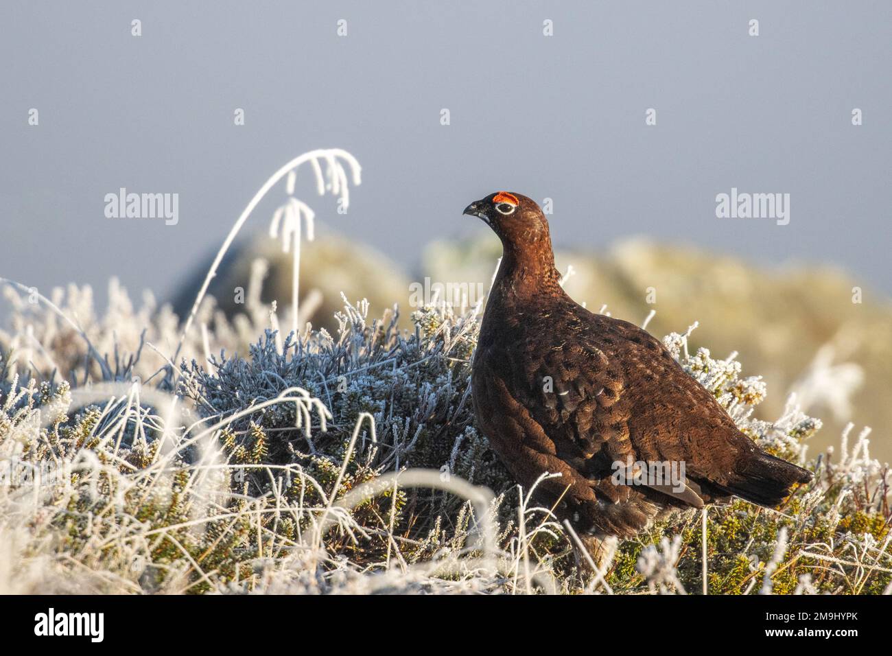 Mése rouge (Lagopus lagopus scotica) pendant une journée d'hiver froide perchée sur le sol gelé, lande d'Ilkley, West Yorkshire, Angleterre, Royaume-Uni Banque D'Images