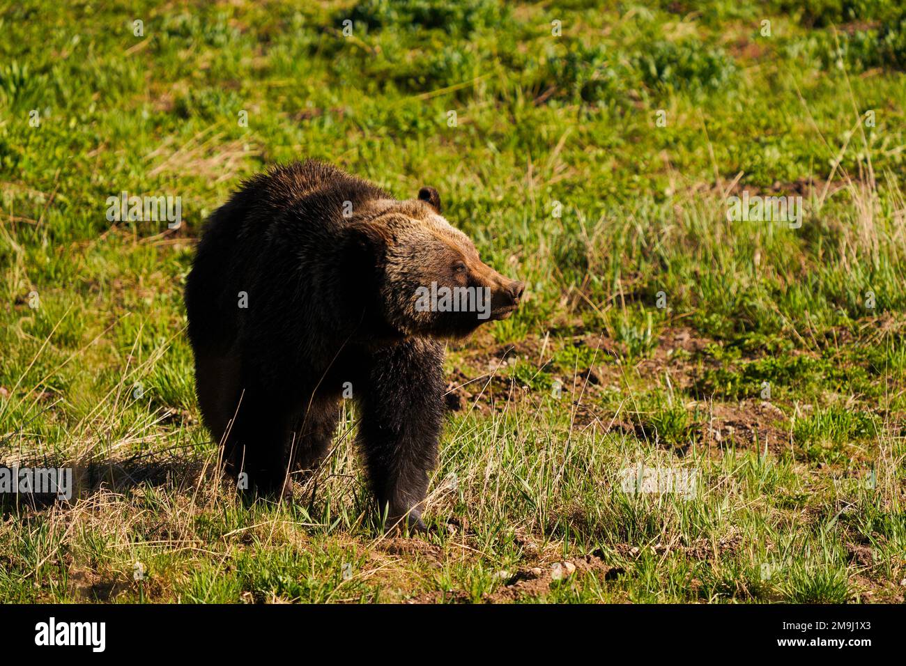 Bear, parc national de Grand Teton, Wyoming, États-Unis Banque D'Images