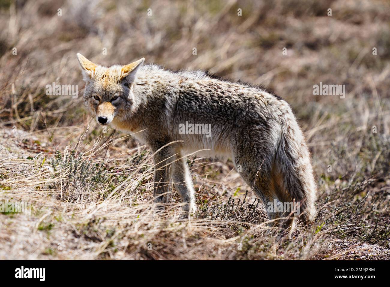 Fox (Vulpes vulpes), parc national de Grand Teton, Wyoming, États-Unis Banque D'Images