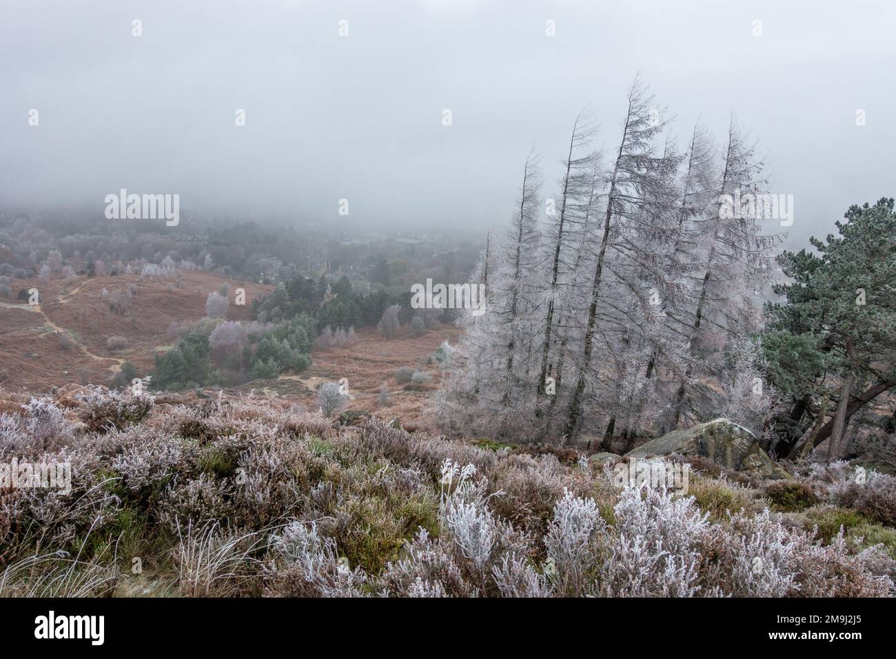 Un bel endroit pour marcher sur Ilkley Moor en hiver avec des pins givré et un chemin menant dans la distance sur une journée brumeuse. West Yorkshire, Angl Banque D'Images