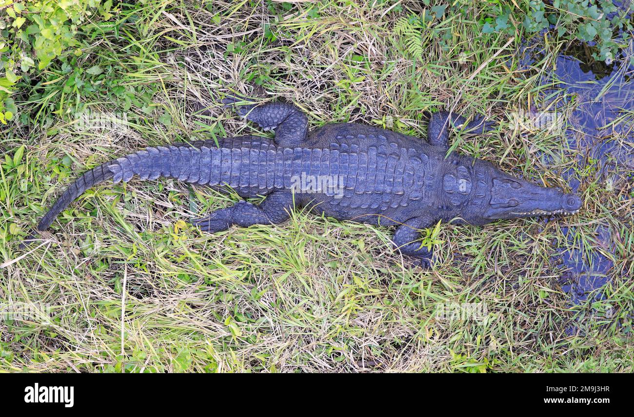 Alligator dans le marais du parc national des Everglades, Floride, États-Unis Banque D'Images