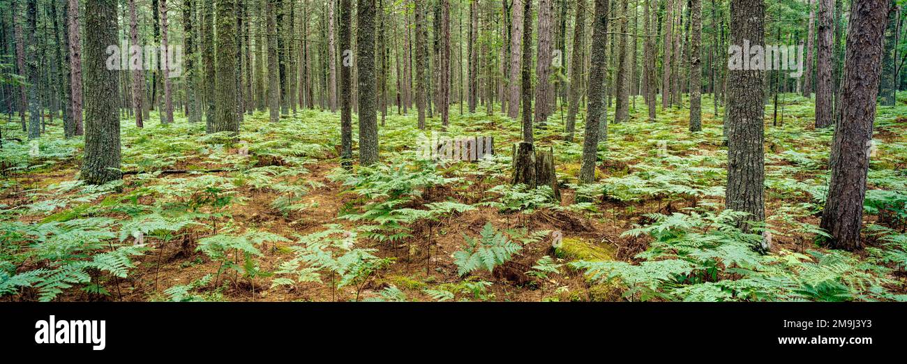 Forêt de pins, réserve naturelle de PIN rouge, comté de Roscommon, Michigan, États-Unis Banque D'Images