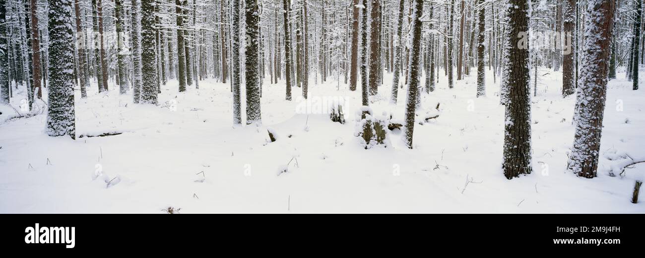 Troncs d'arbres en forêt en hiver Banque D'Images