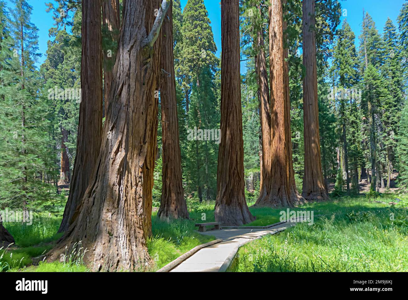 Les célèbres grands séquoias se trouvent dans le parc national de Sequoia, quartier du village géant, grands arbres célèbres de Sequoia, mammut arbres Banque D'Images