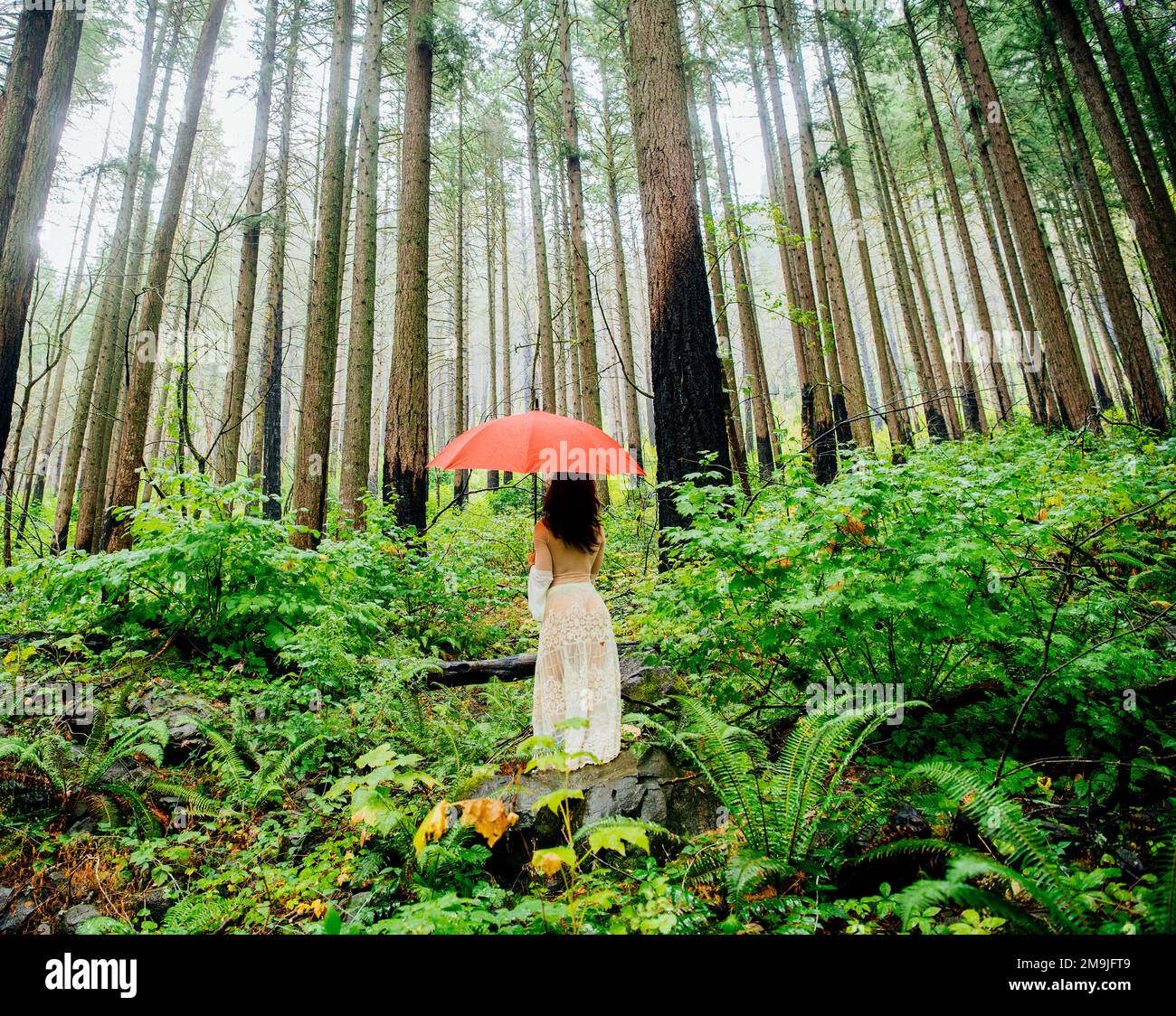 Femme en forêt avec parapluie, Columbia River gorge, Oregon, États-Unis Banque D'Images