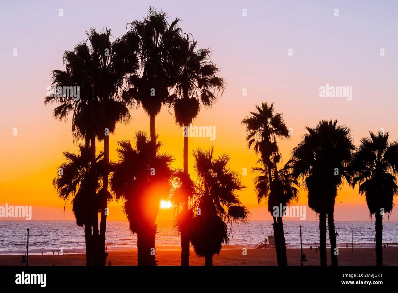 Palmiers au coucher du soleil, Santa Monica Beach, Californie, États-Unis Banque D'Images