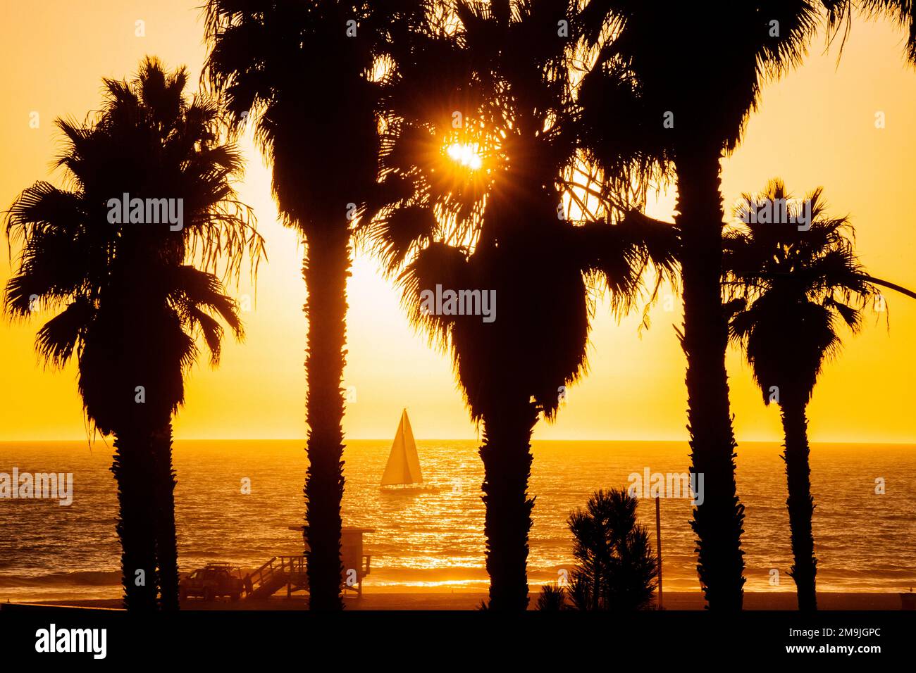 Palmiers au coucher du soleil, Santa Monica Beach, Californie, États-Unis Banque D'Images