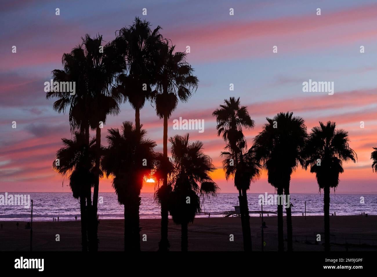 Palmiers au coucher du soleil, Santa Monica Beach, Californie, États-Unis Banque D'Images