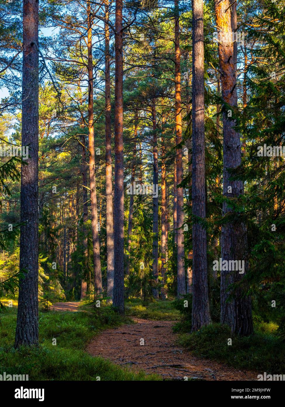 Forêt et sentier, Parc national de Lahemaa, Nord de l'Estonie Banque D'Images