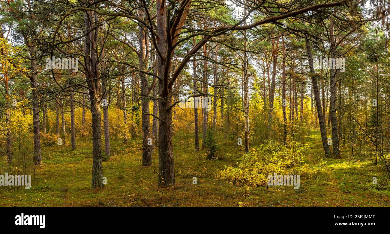 Forêt d'automne, parc national de Lahemaa, mer Baltique, Estonie Banque D'Images