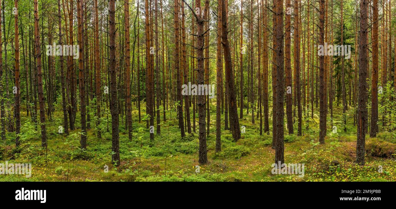Automne forêt Epicea dans la péninsule de Pakri, Estonie Banque D'Images