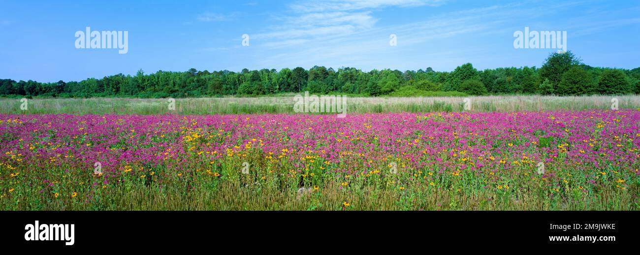 Fleurs sauvages roses dans la prairie, Caroline du Nord, États-Unis Banque D'Images