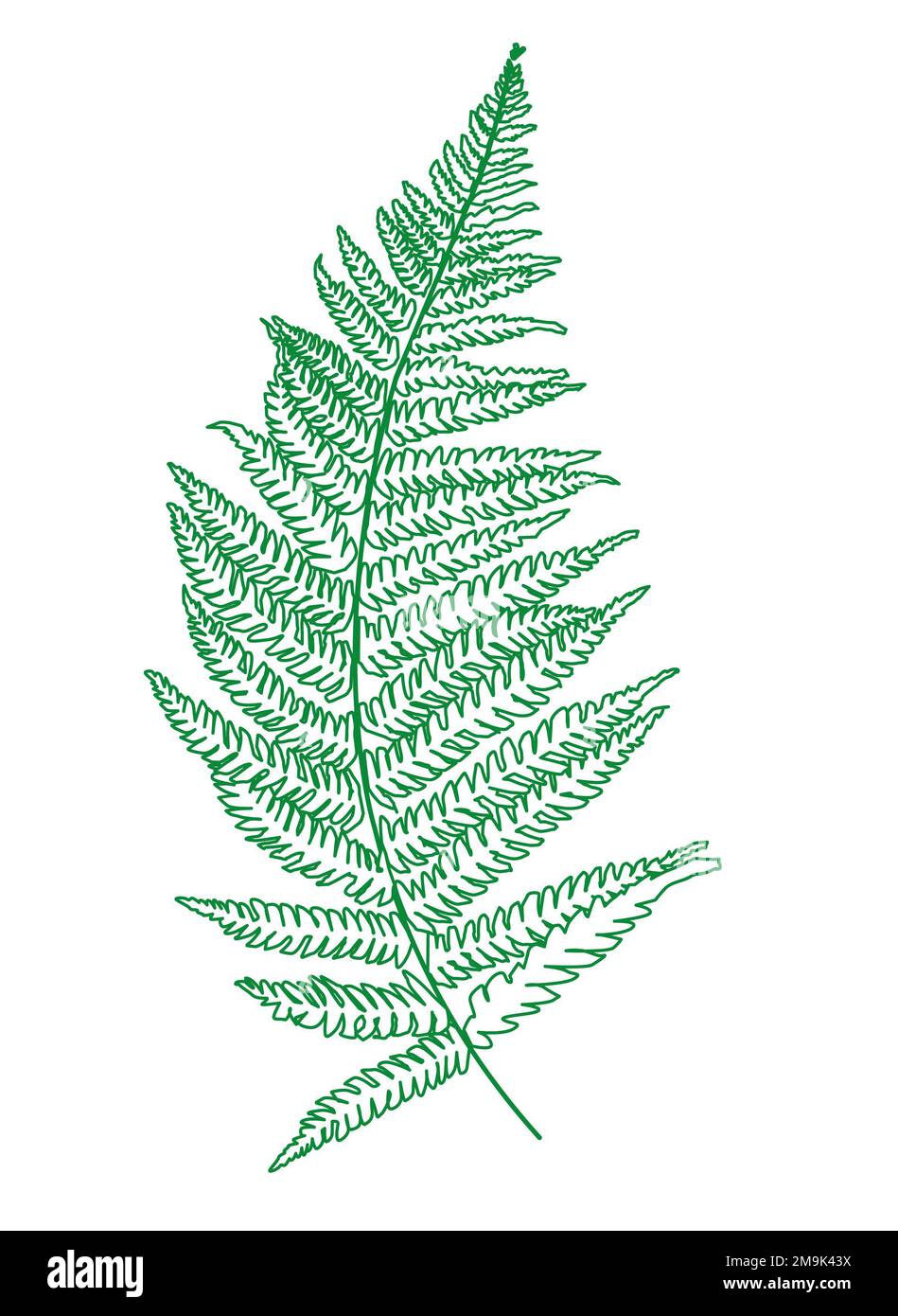 Fern 1 feuilles illustration forêt nature dessin image de ligne de contour Banque D'Images