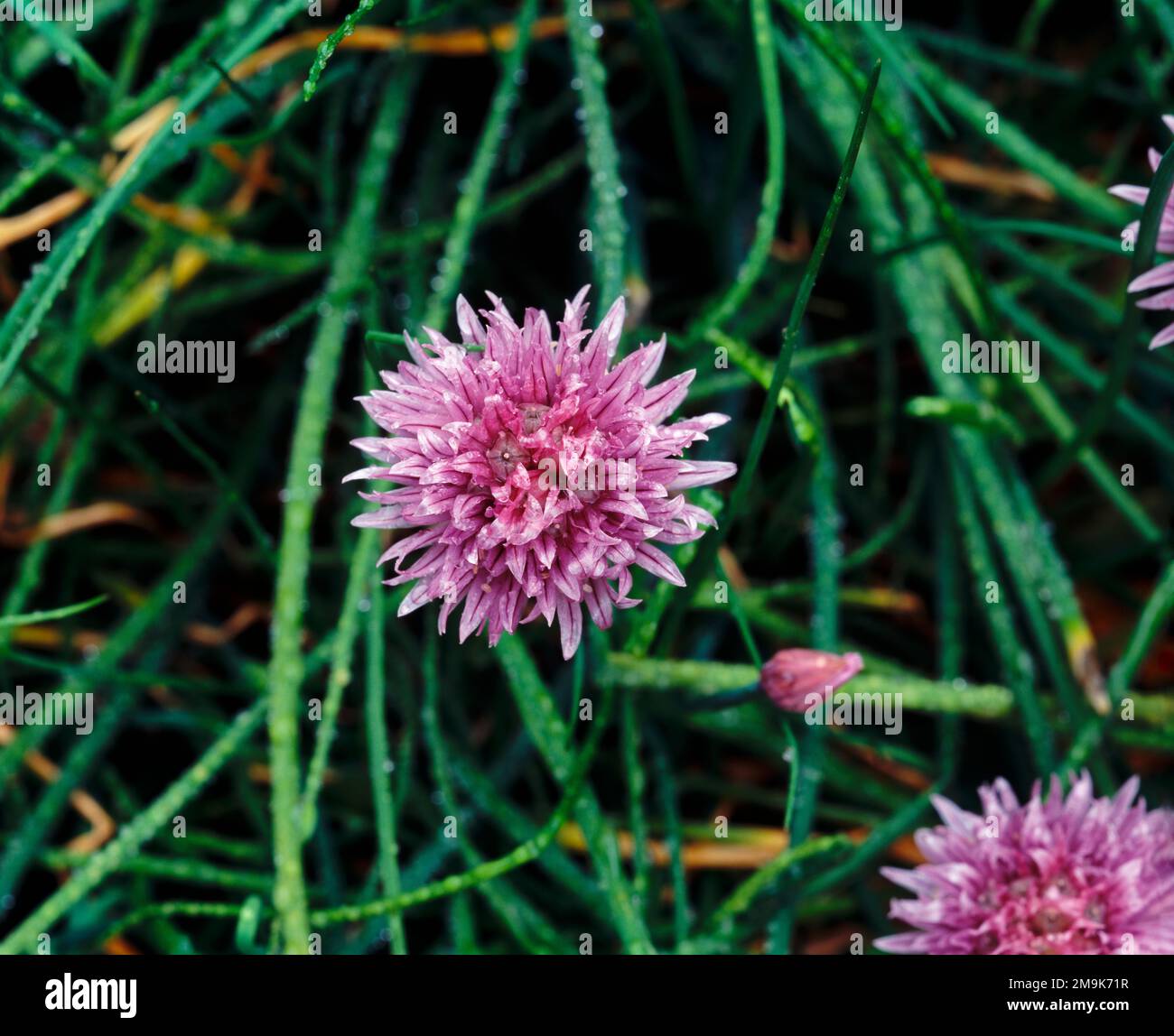 Gros plan des ciboulettes (Allium schoenoprasum), Comté de Skagit, Washington, États-Unis Banque D'Images