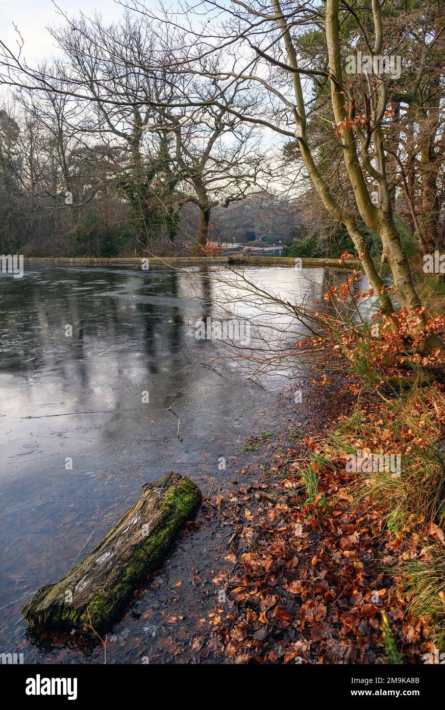 Un des étangs de Keston sur Keston Common près du village de Keston dans le Kent, Royaume-Uni. Une scène d'hiver froide avec de la glace à la surface de l'étang. Banque D'Images Un des étangs de Keston sur Keston Common près du village de Keston dans le Kent, Royaume-Uni. Une scène d'hiver froide avec de la glace à la surface de l'étang. Banque D'Images