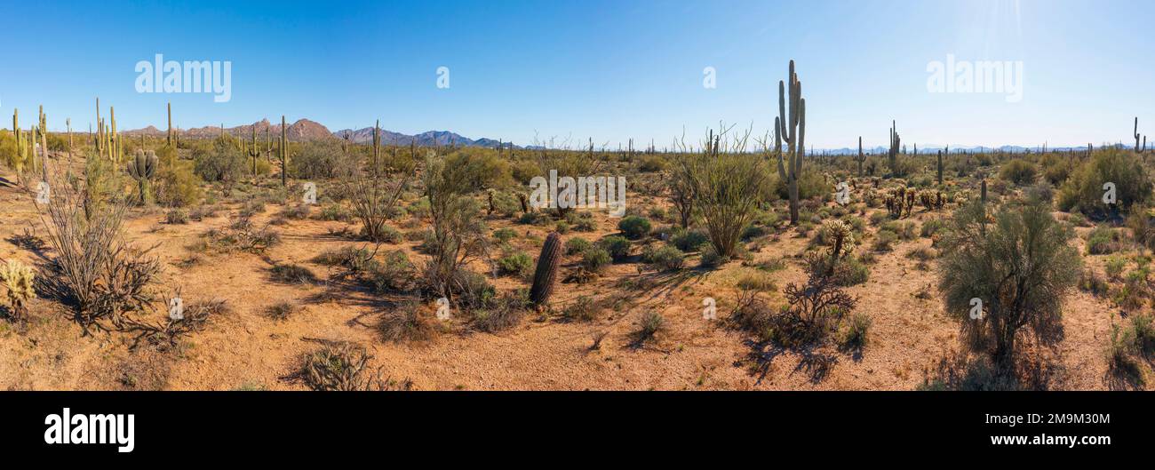 Cactus sur le désert Senorial, Senoma, Arizona, États-Unis Banque D'Images