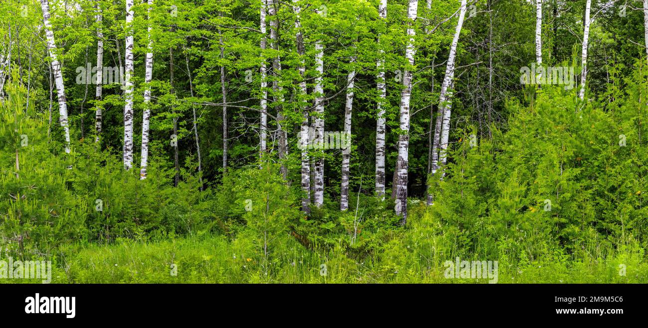 Arbres en forêt, Peninsula State Park, Door County, Wisconsin, États-Unis Banque D'Images