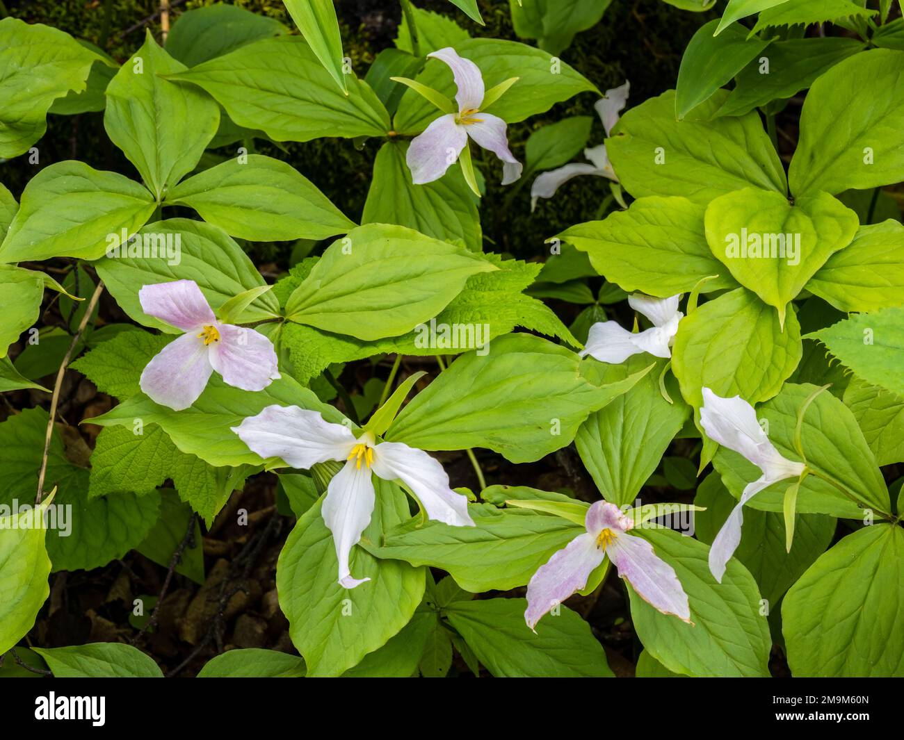 Fleurs sauvages dans Peninsula State Park, comté de Door, Wisconsin, États-Unis Banque D'Images