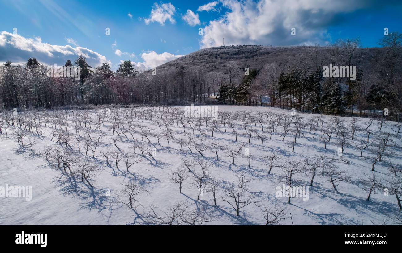 Orchard le jour d'hiver, Hope, Maine, États-Unis Banque D'Images