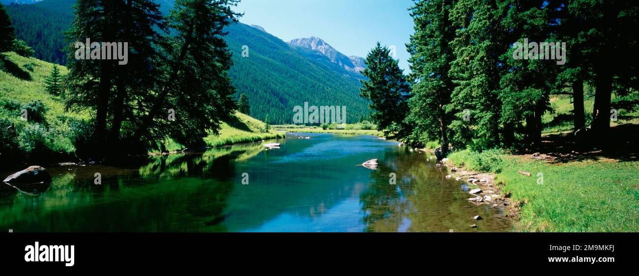 Réflexion d'arbres sur Une rivière, rivière Boulder, région sauvage d'Absaroka-Beartooth, Montana, États-Unis Banque D'Images