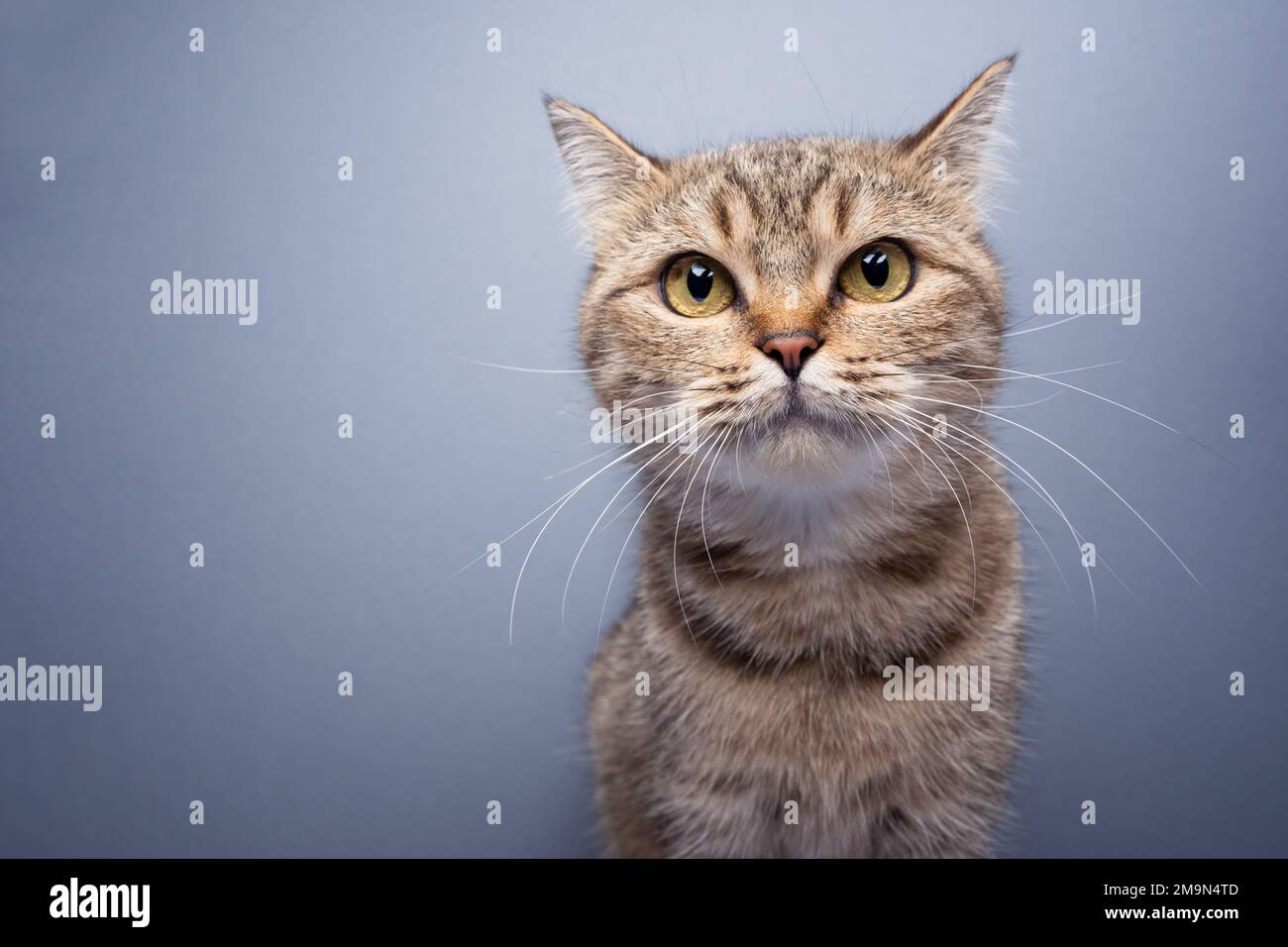 joli tabby chat regardant l'appareil photo, portrait sur fond gris avec espace de copie Banque D'Images