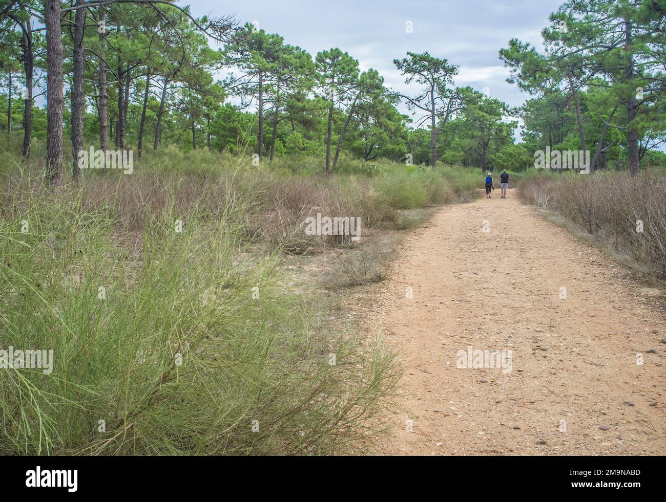 Couple aîné marche sur le sentier de la forêt. Concept de vieillissement actif sain Banque D'Images