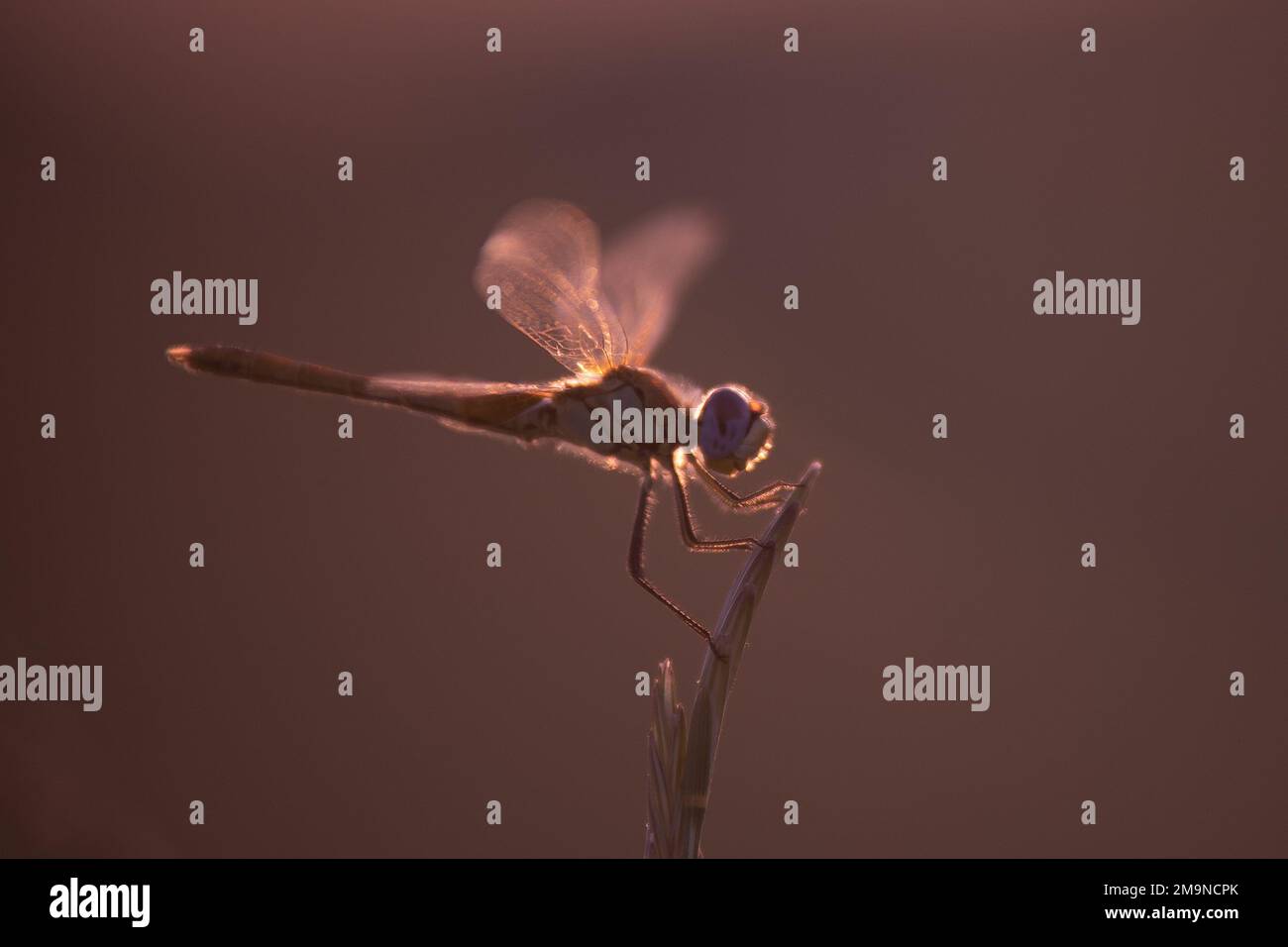 Gros plan d'une femme Ruddy Darter - Dragonfly Banque D'Images