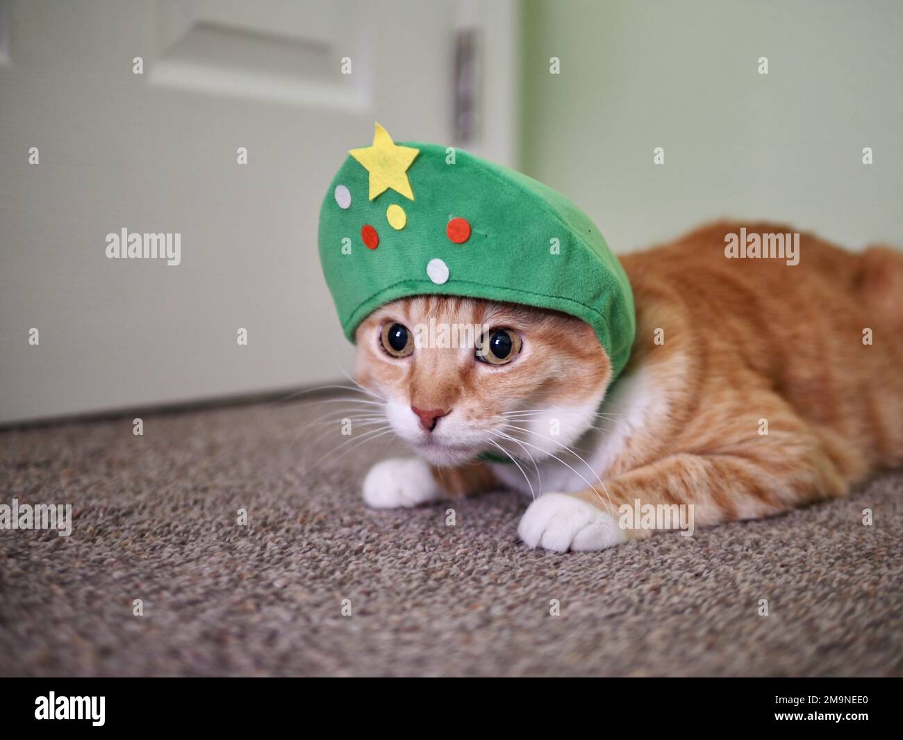 Mika le tabby orange comme un arbre de Noël Banque D'Images