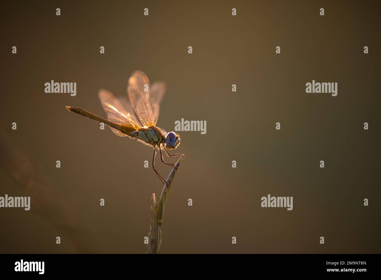 Gros plan d'une femme Ruddy Darter - Dragonfly Banque D'Images