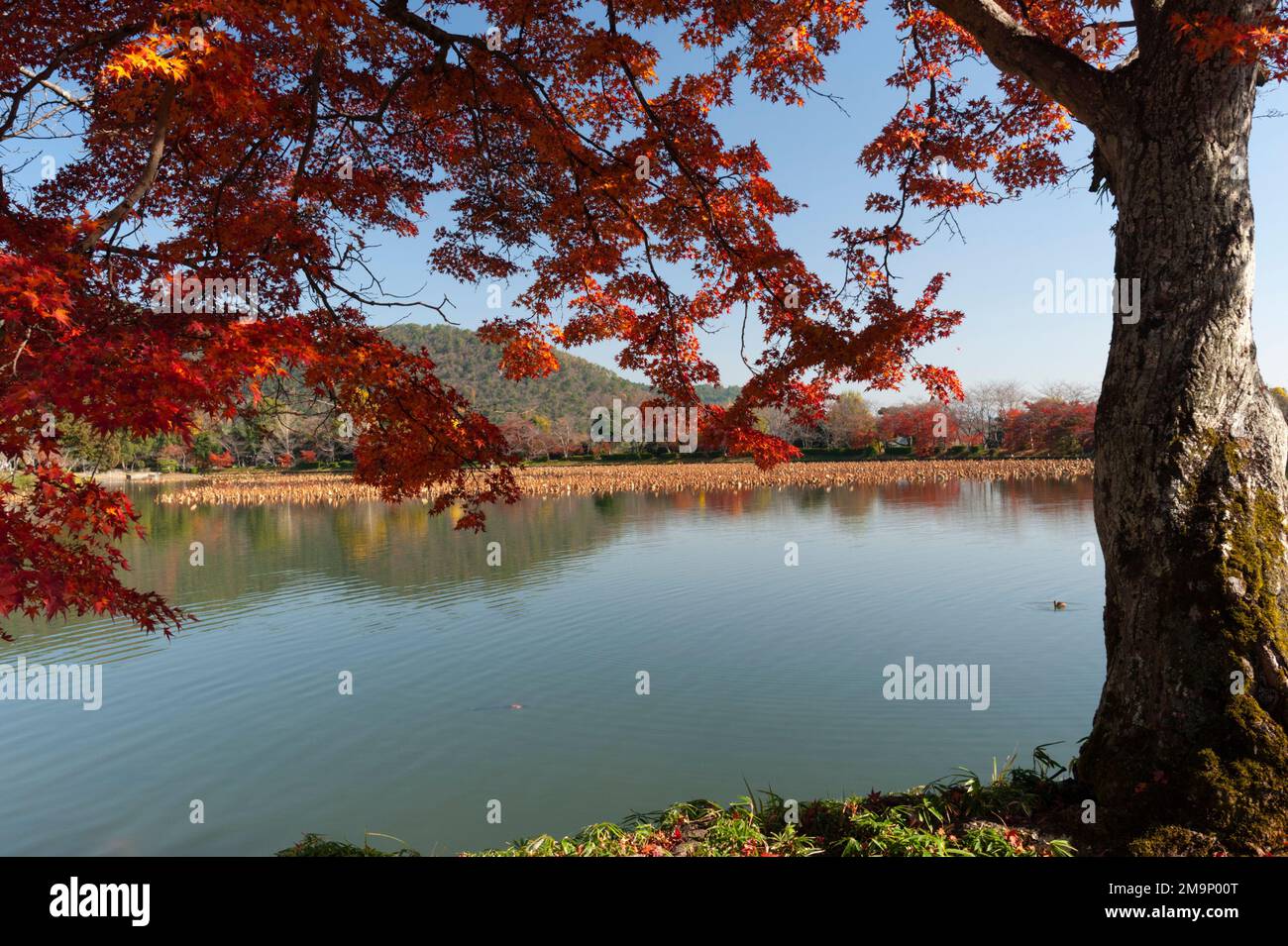Feuilles d'automne à l'étang Osawa-no-Ike, temple Daikakuji, Kyoto, Japon. Banque D'Images