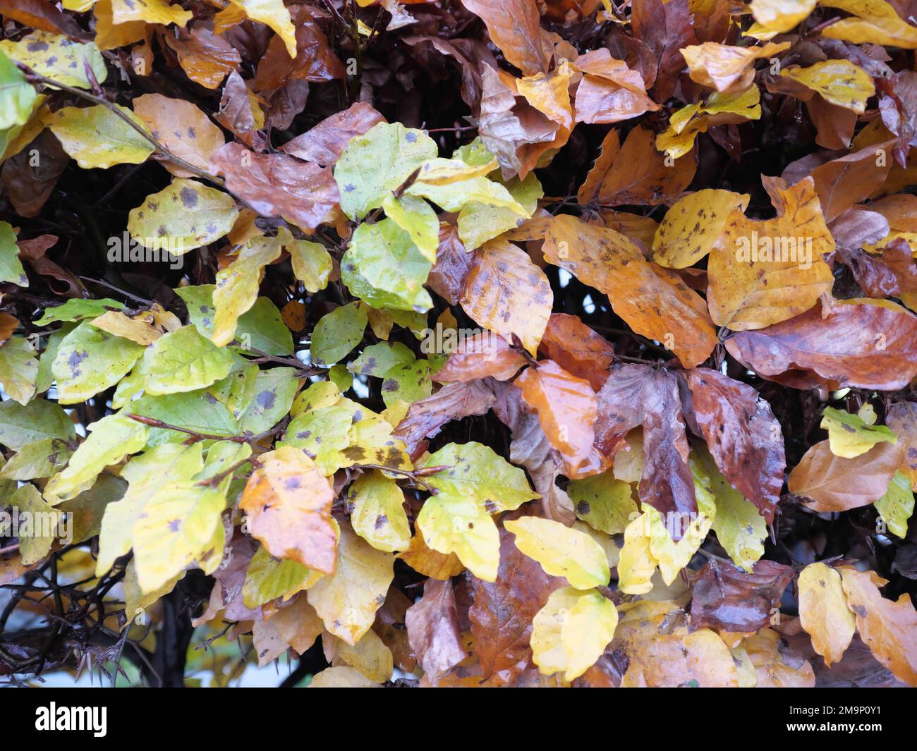 Feuilles brun-jaune sur hêtres haie de hêtres de cuivre en automne avec feuillage d'automne Banque D'Images