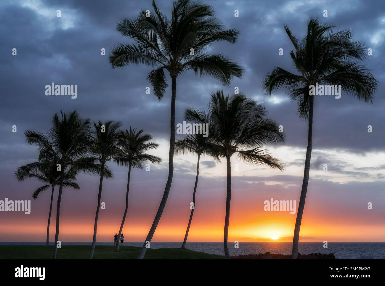 Coucher de soleil avec palmiers. Hawaï la grande île Banque D'Images