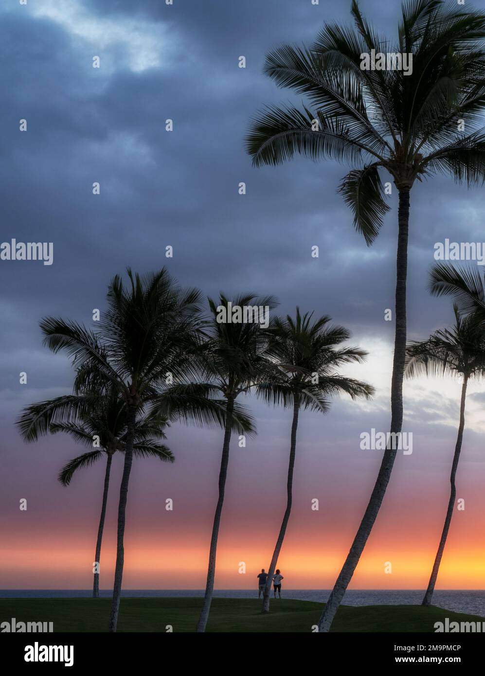 Coucher de soleil avec palmiers. Hawaï la grande île Banque D'Images