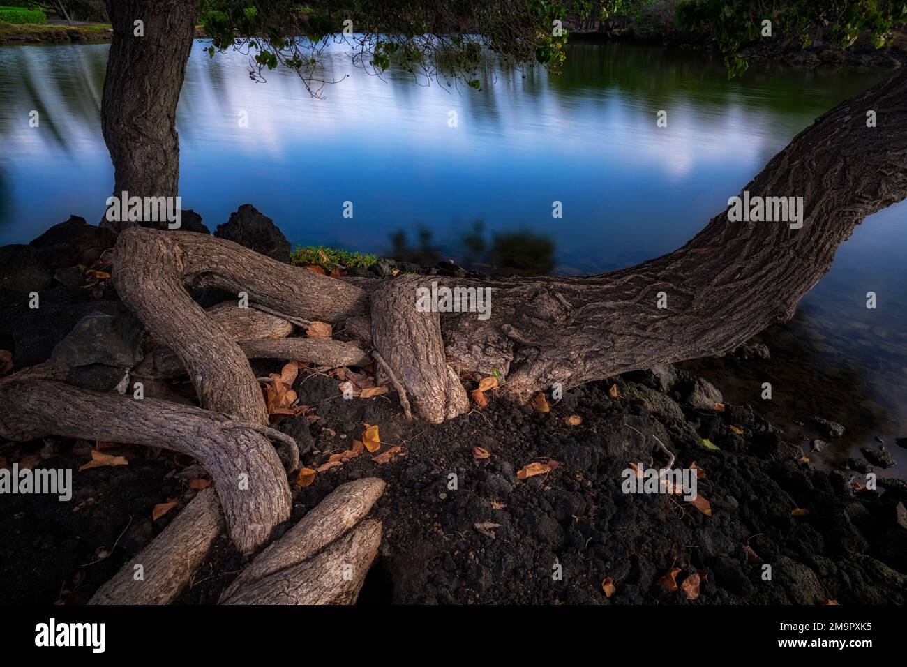 Arbre qui pousse au bord de l'étang, Hawaï, la grande île Banque D'Images