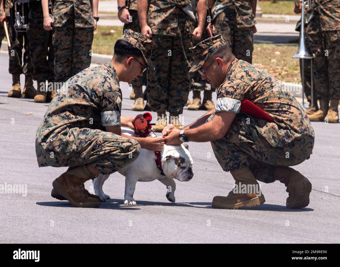 Le Cpl. OPHA May, la mascotte du dépôt, reçoit un prix de fin de service au cours de sa cérémonie de retraite à la salle Barrow sur le dépôt de recrues du corps des Marines, l'île Pariris, S.C. (20 mai 2022). SandersMartinez et OPHA May passeront leur temps après le corps des Marines à Chicago, dans l'Illinois. Banque D'Images