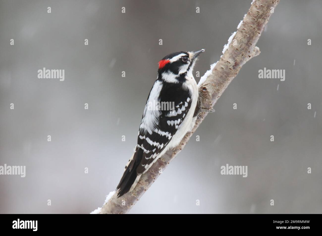 Pic mâle vers le bas Picoides pubescens perçant par une journée enneigée en hiver Banque D'Images
