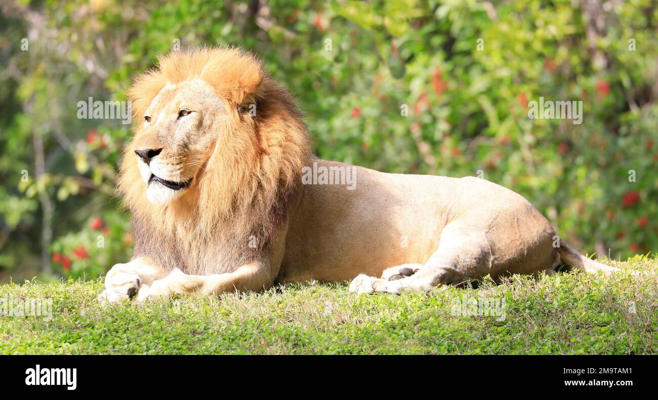 Portrait du lion posé sur l'herbe avec un fond vert Banque D'Images