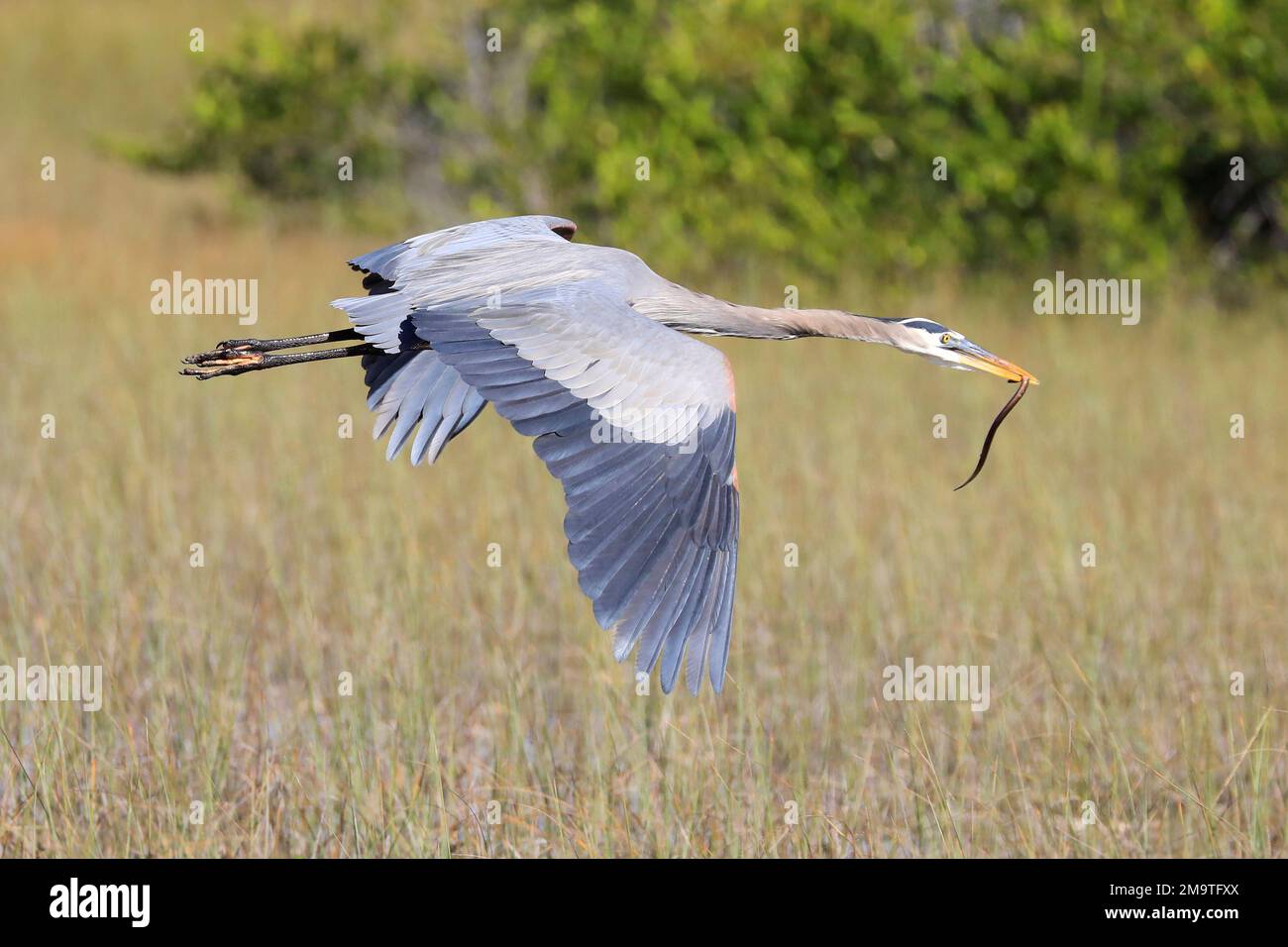 Grand héron bleu survolant le marais, parc national des Everglades, Floride Banque D'Images