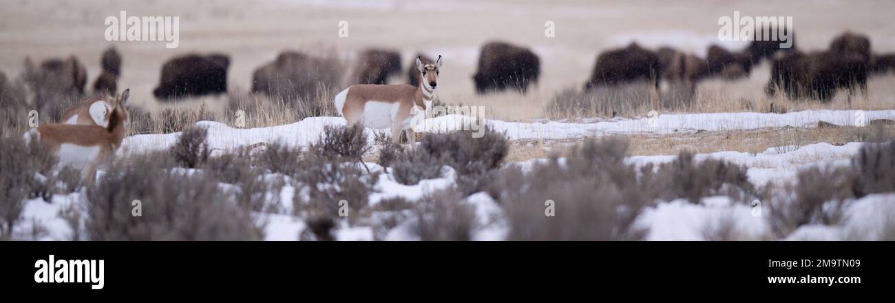 Les Pronghorns et Bison s'entassent dans la prairie de montagne parmi les amas de broussailles et de neige en hiver près de Gardiner Montana et du parc national de Yellowstone. Banque D'Images