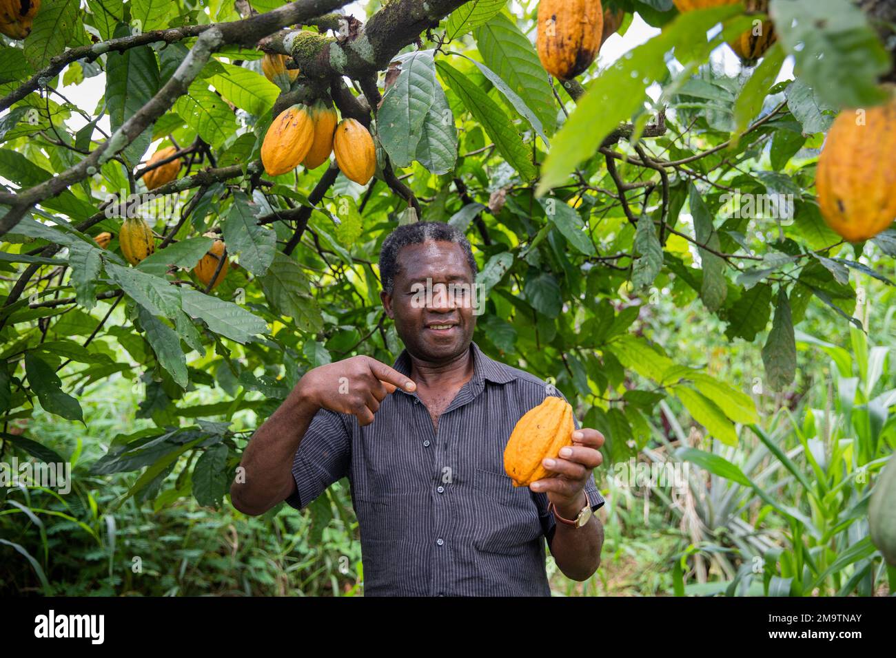 Un fermier africain pointe vers un cacao mûr fraîchement cueilli de sa plantation Banque D'Images