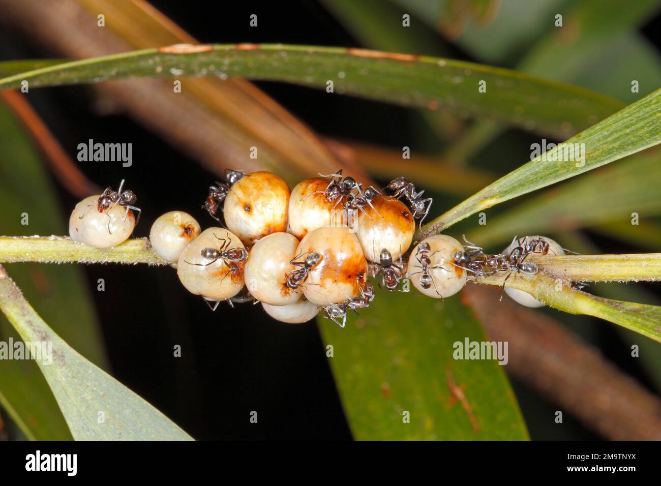 Insectes de l'échelle de la poussette, Cryptes baccatus, avec des ...